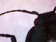 Chalcolepidius oxydatus