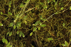 Ranunculus limoselloides