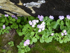 Primula caveana