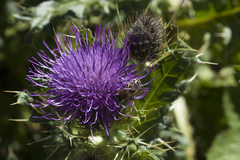 Cirsium pugnax