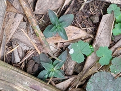 Gentiana bambuseti