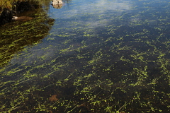 Ranunculus limoselloides