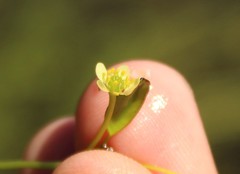 Ranunculus limoselloides