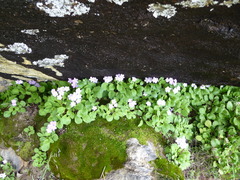 Primula caveana