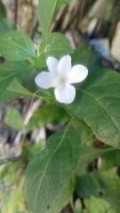 Barleria