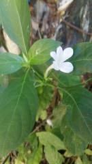 Barleria
