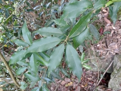 Osmanthus enervius