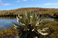 Espeletia brachyaxiantha