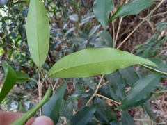 Osmanthus enervius