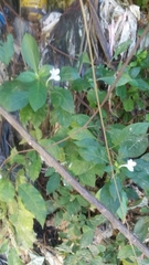 Barleria