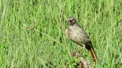 Histurgops ruficauda