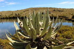 Espeletia brachyaxiantha