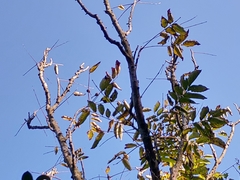 Bretschneidera sinensis