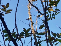 Bretschneidera sinensis