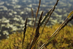 Chusquea tessellata