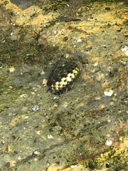 Nerita tessellata