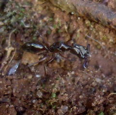 Odontomachus chelifer