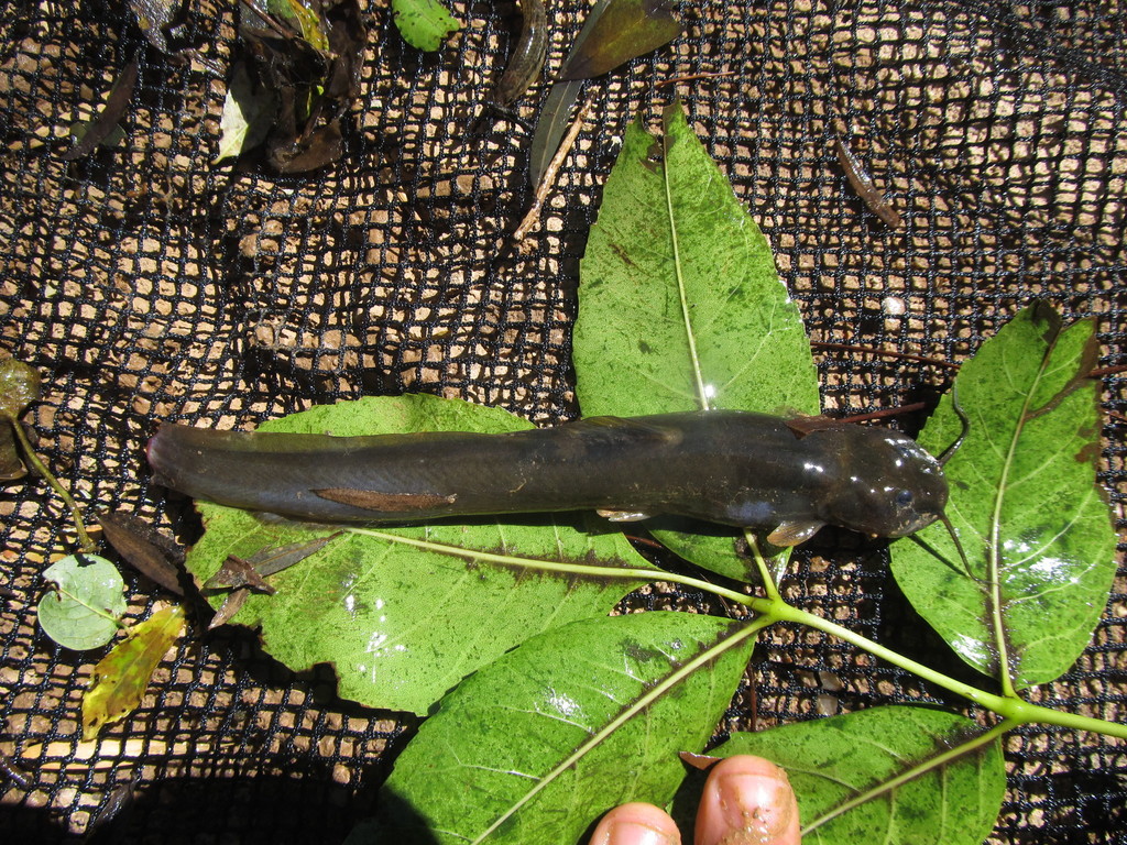 Heptapterus mustelinus from Departamento de Lavalleja, Uruguay on