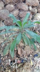 Bignoniaceae