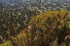 Chusquea tessellata