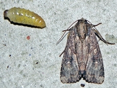 Apamea apamiformis