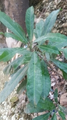 Bignoniaceae