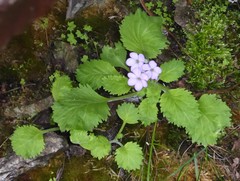Primula caveana