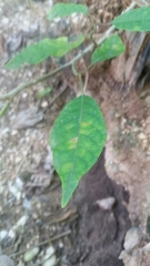 Trichostigma octandrum