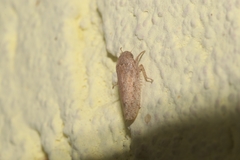 Curtara