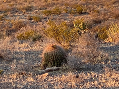 Ferocactus wislizeni