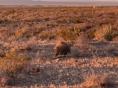 Ferocactus wislizeni