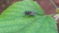 Diptera