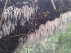 Pterulicium subsimplex