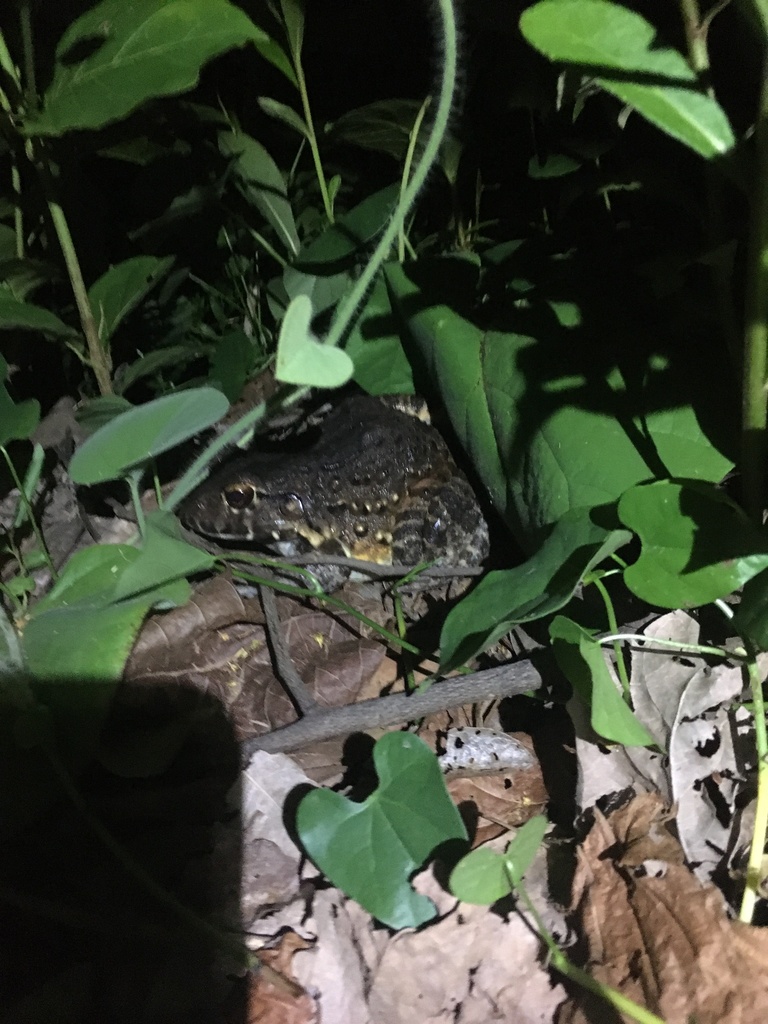 Labyrinth Frog