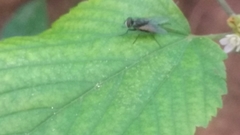 Diptera