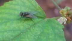Diptera