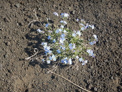 Eritrichium sericeum