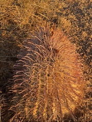 Ferocactus wislizeni