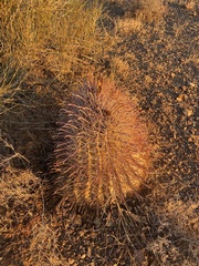 Ferocactus wislizeni
