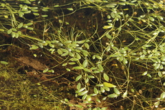 Ranunculus limoselloides