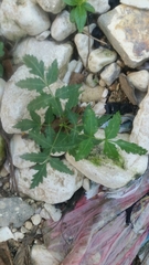 Azadirachta indica