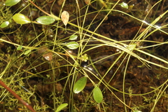 Ranunculus limoselloides