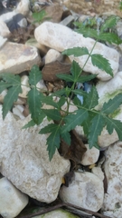 Azadirachta indica