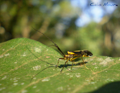 Dictyopsocus pennicornis