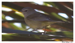 Leiothlypis celata orestera