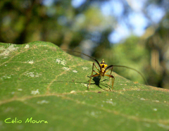 Dictyopsocus pennicornis