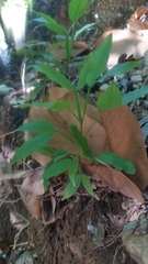 Melicoccus bijugatus