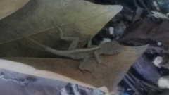 Anolis