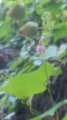 Antigonon leptopus