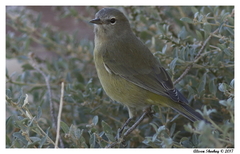 Leiothlypis celata orestera